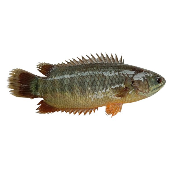 Thai Koi 4-5pcs / থাই কৈ মাছ